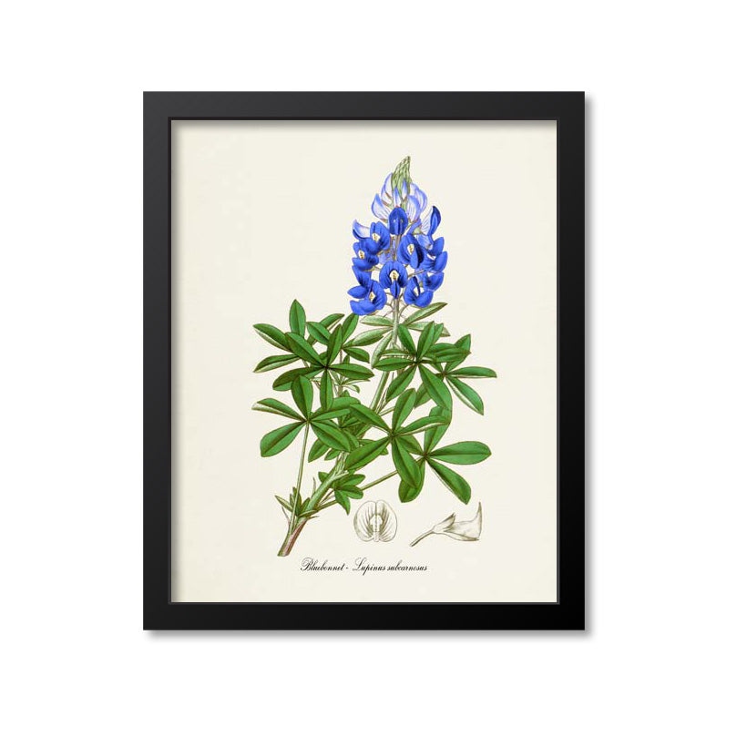 Bluebonnet Flower Art Print
