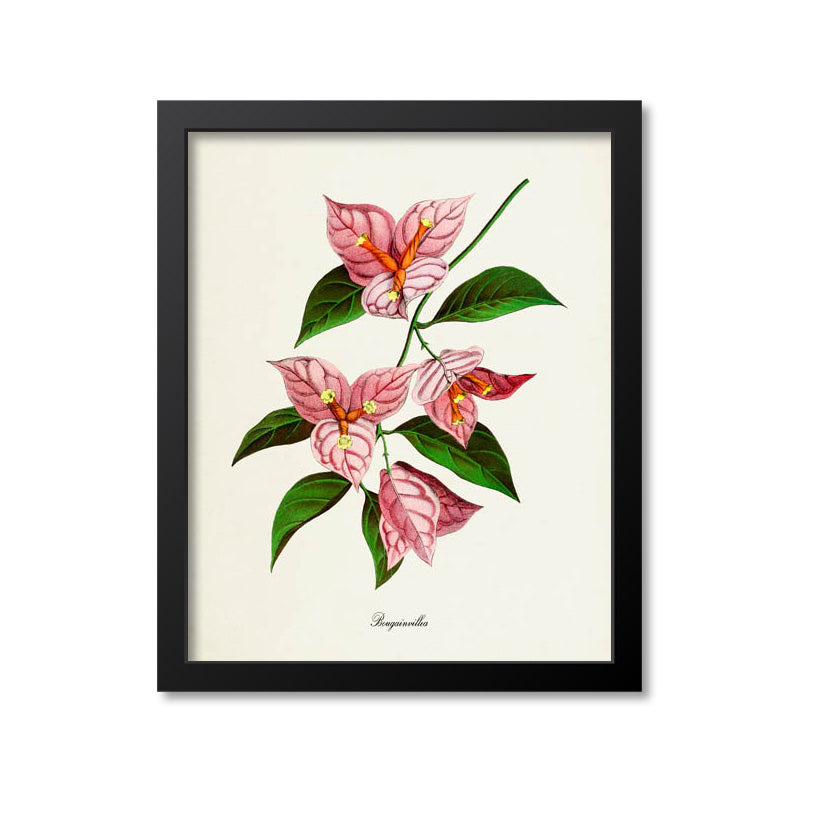 Bougainvillea Flower Art Print