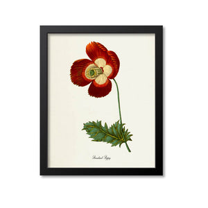 Breadseed Poppy Flower Art Print
