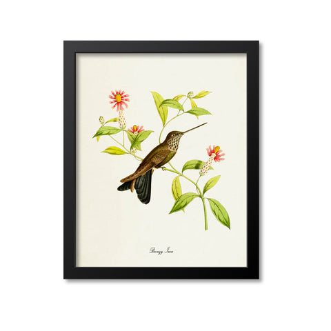 Bronzy Inca Hummingbird Print