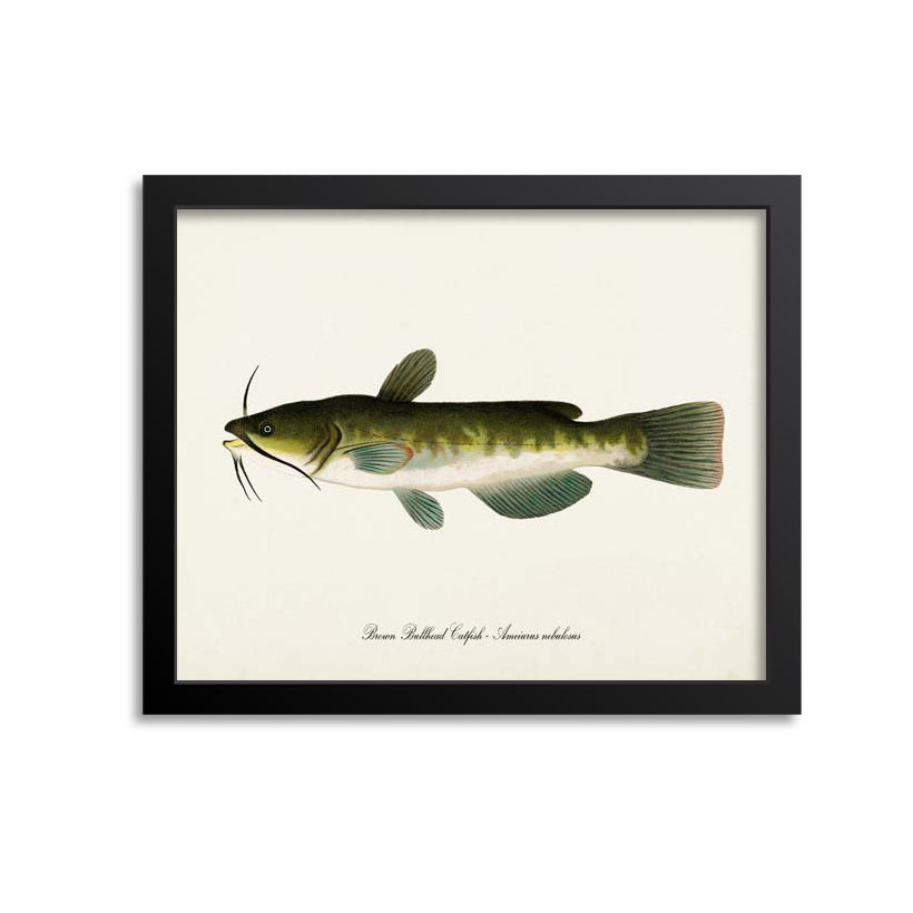 Brown Bullhead Catfish Art Print