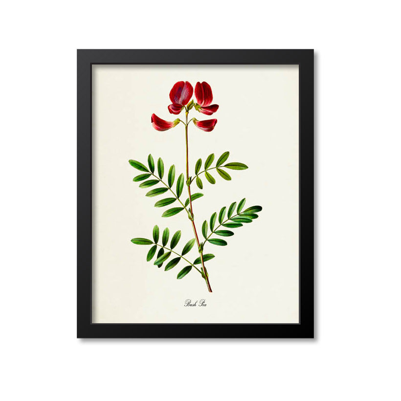 Bush Pea Flower Art Print