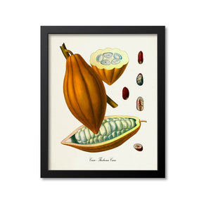 Cacao Botanical Print, Chocolate, Cocoa Beans