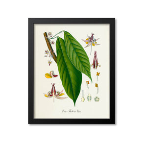 Cacao Botanical Print, Chocolate