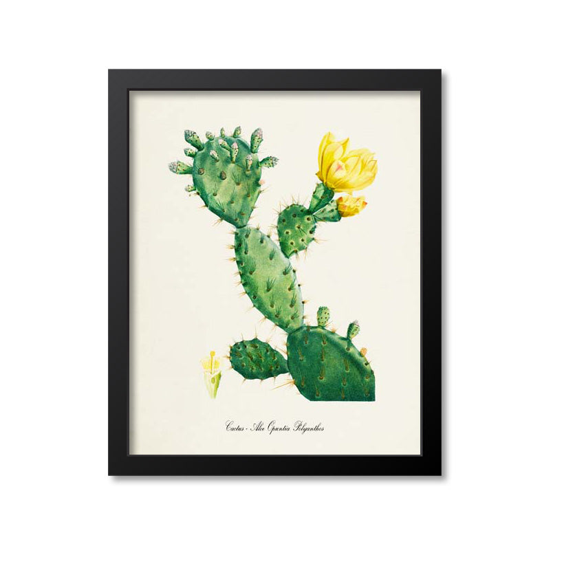 Aloe Cactus Art Print