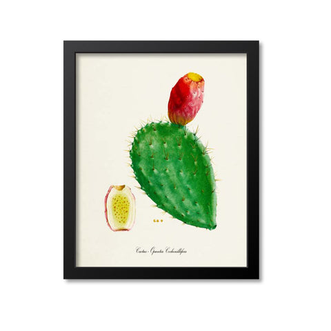 Cactus Opuntia Cochenillifera Art Print 2