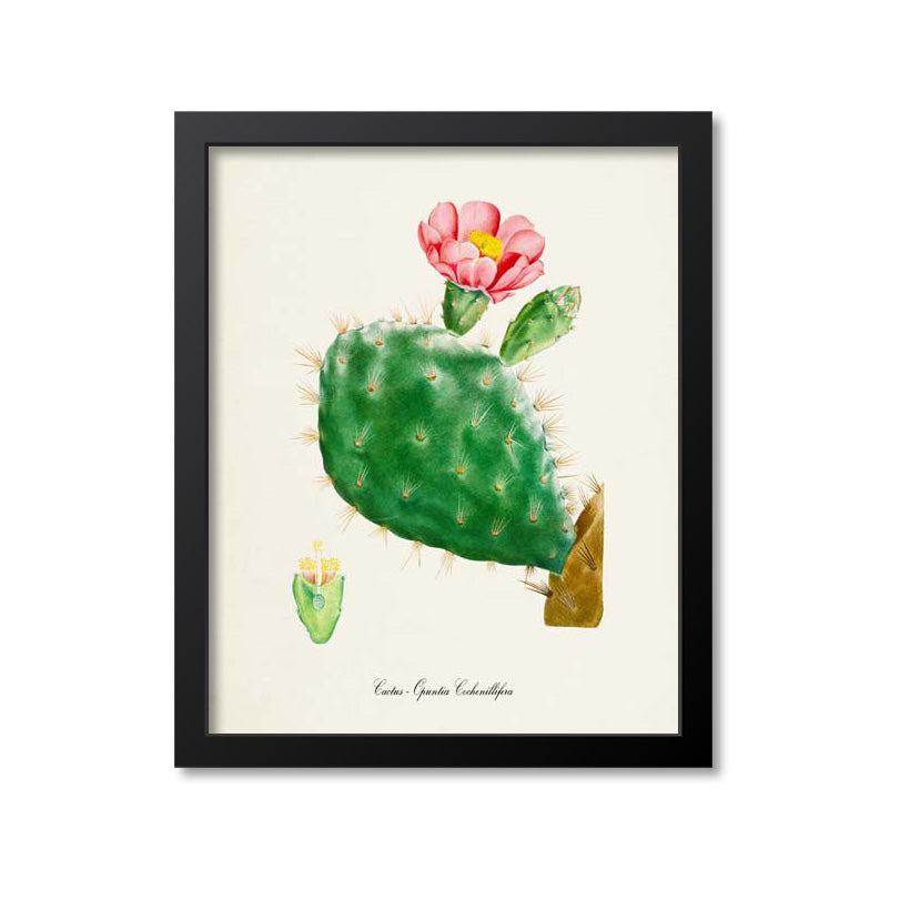 Cactus Opuntia Cochenillifera Art Print