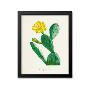 Cactus Opuntia Inermis Art Print