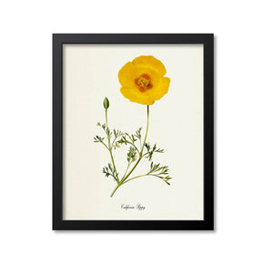 California Poppy Flower Art Print