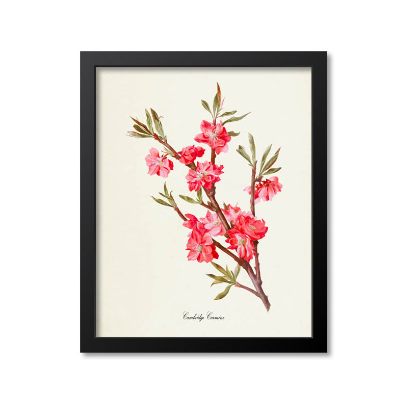 Cambridge Carmine Peach Tree Flower Art Print
