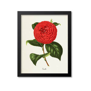 Camellia Flower Art Print, Red