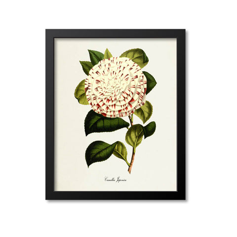 Camellia Japonica Flower Art Print, White, Red