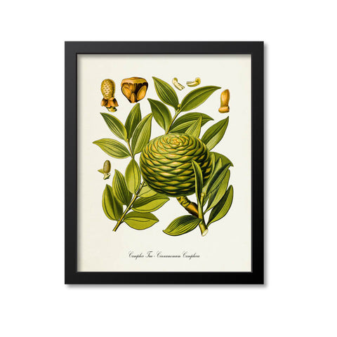 Camphor Tree Botanical Print