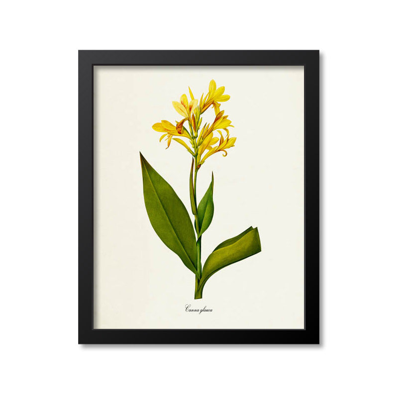 Maraca amarilla Flower Art Print