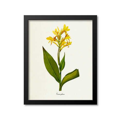 Maraca amarilla Flower Art Print