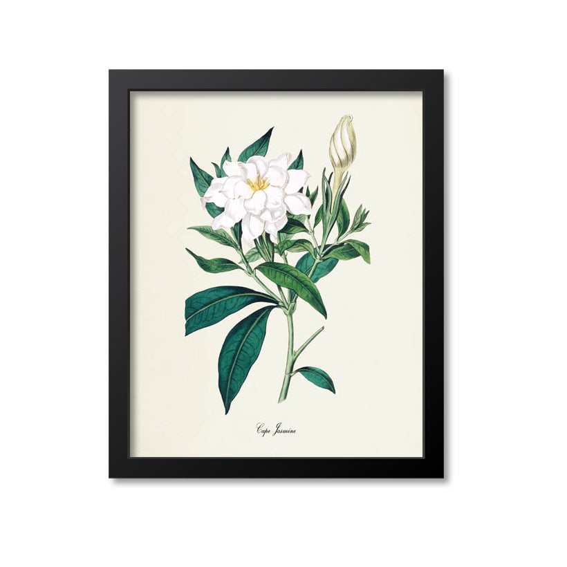 Cape Jasmine Flower Art Print