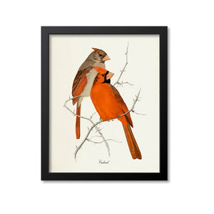 Cardinal Bird Print