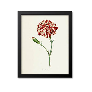 Carnation Flower Art Print, Red, White