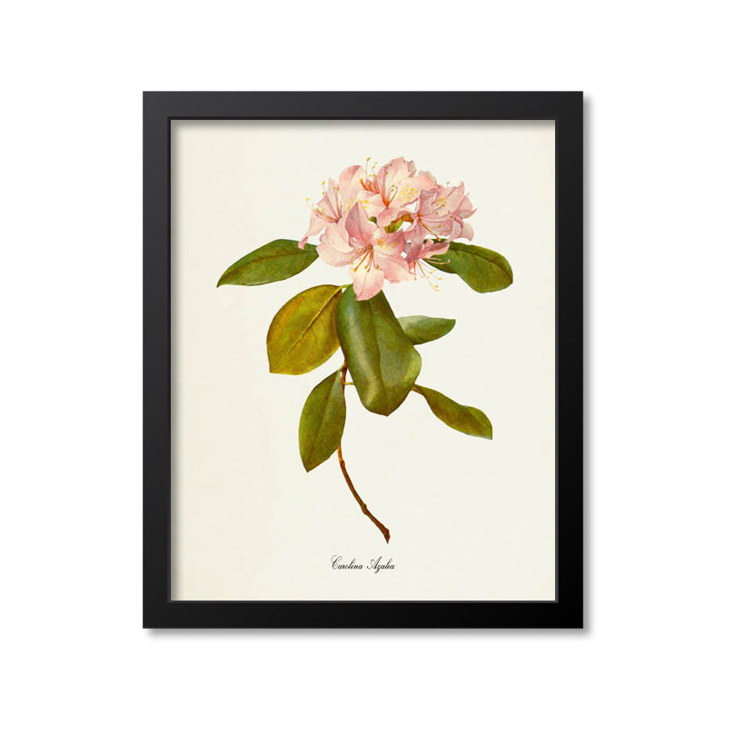 Carolina Azalea Flower Art Print