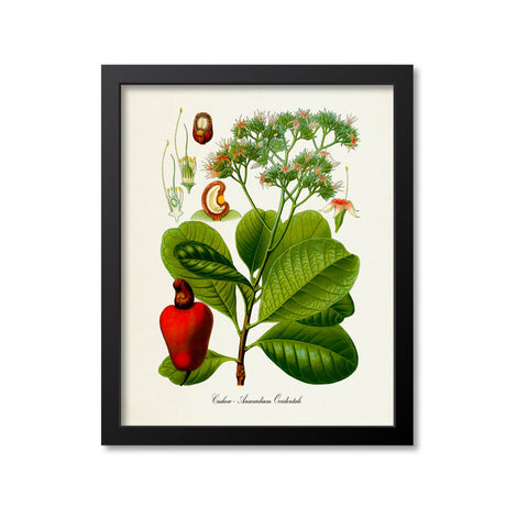 Cashew Botanical Print