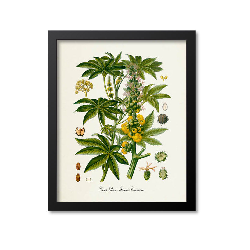 Castor Bean Botanical Print