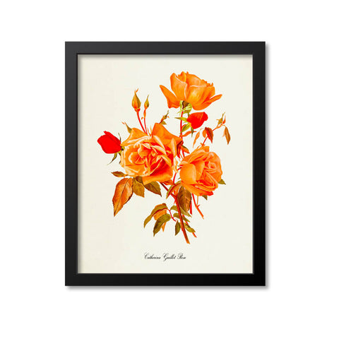 Catherina Guillot Rose Flower Art Print