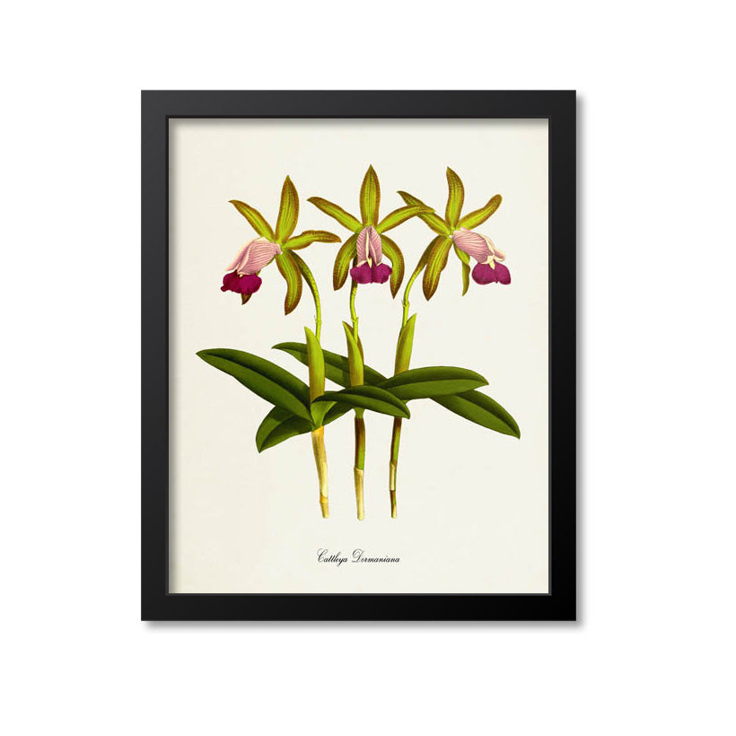 Cattleya Dormaniana Flower Art Print