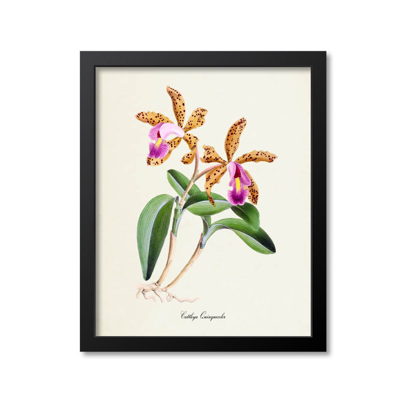 Cattleya Quinquecolor Flower Art Print