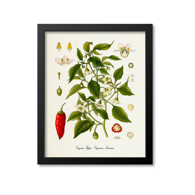 Cayenne Pepper Botanical Print
