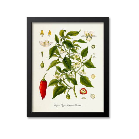 Cayenne Pepper Botanical Print