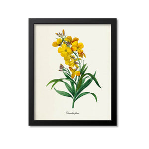 Charanthus flavus Flower Art Print