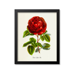 Red Rose Flower Art Print, Charles Lefebvre Rose