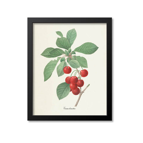 Cherry Botanical Print