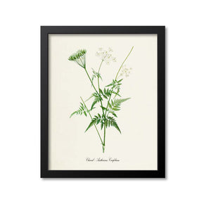 Chervil Botanical Print