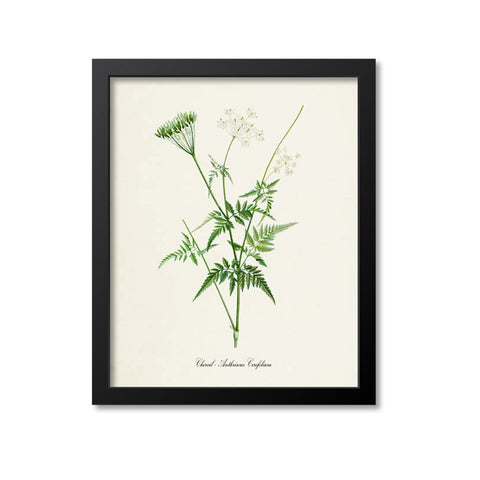 Chervil Botanical Print