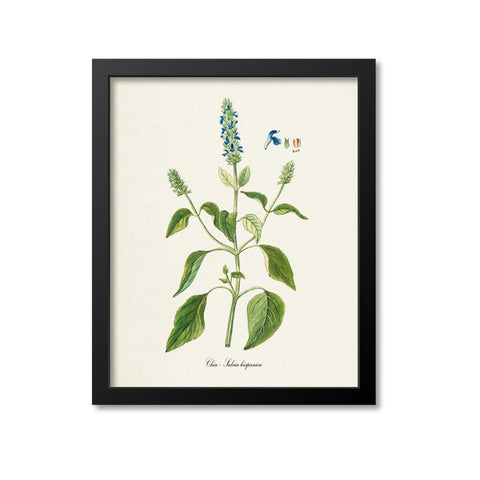 Chia Flower Art Print