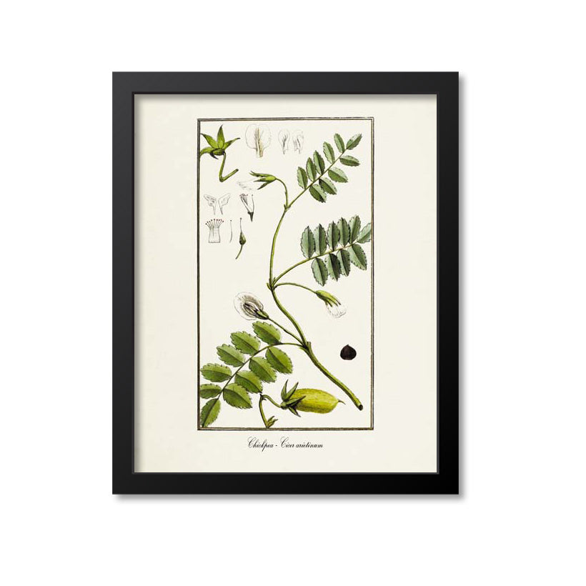 Chickpea Botanical Print