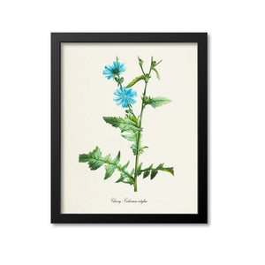 Chicory Flower Art Print, Blue