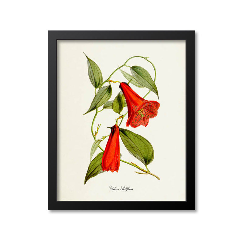 Chilean Bellflower Flower Art Print