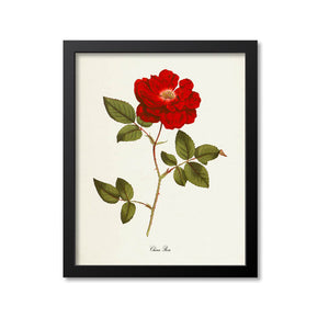 China Rose Flower Art Print