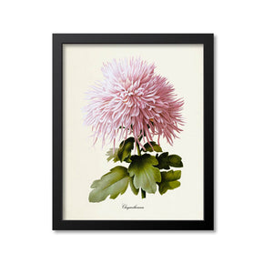 Chrysanthemum Pink Flower Art Print