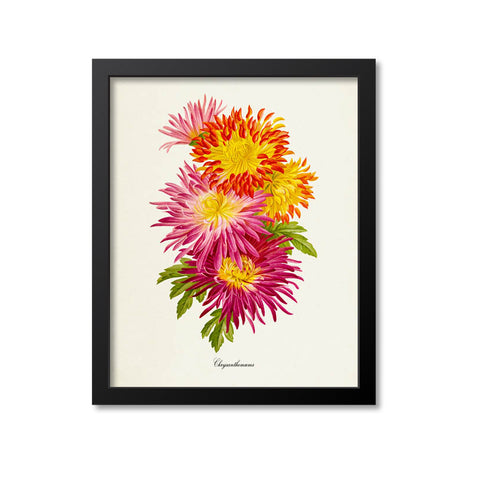Chrysanthemum Flower Art Print, Pink, Red, Yellow 2