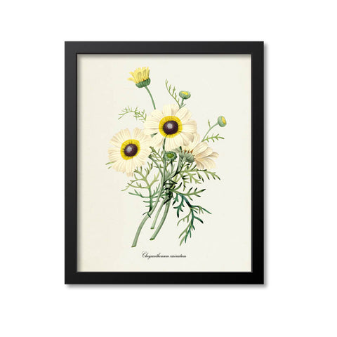 Painted Daisy Flower Art Print