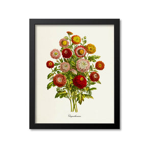 Chrysanthemum Flower Art Print, Pink, Red, Yellow