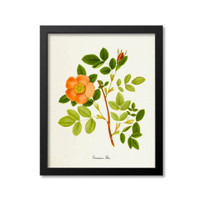 Cinnamon Rose Flower Art Print