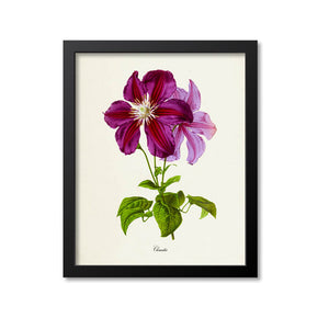 Clematis Flower Art Print