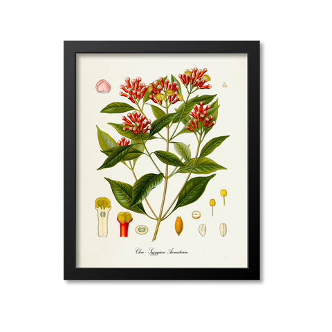 Clove Botanical Print