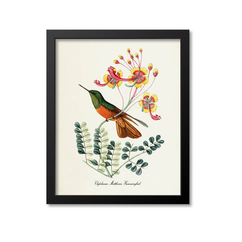 Clytolaema Matthewsi Hummingbird Print
