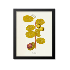 Coco Plum Botanical Print