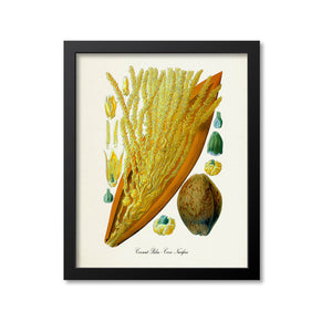 Coconut Palm Botanical Print